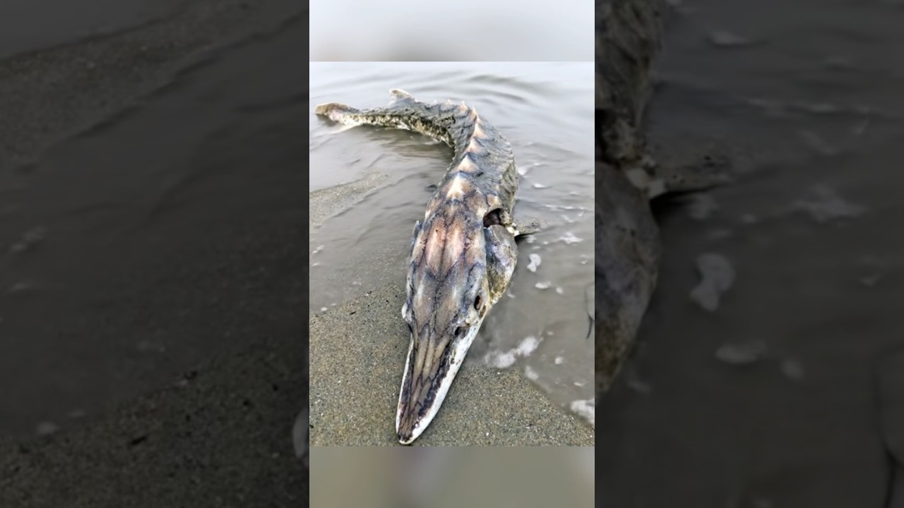 Atlantic Sturgeon are very prehistoric looking and a protected species