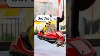 Amusement Park Trip & Banana Cat Baby Rides 🐱❤️ #catmemes #cat #shorts #fyp #bananacat