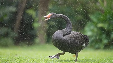 Black Swan Preening in the Rain | Sony a6700 120fps 5x Slow Mo #NatureShorts