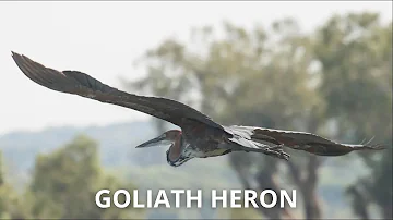 Animal Wildlife | goliath heron