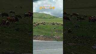 Dersim#Hozat#keşfet #Doğa#öneçıkar #shortvideo