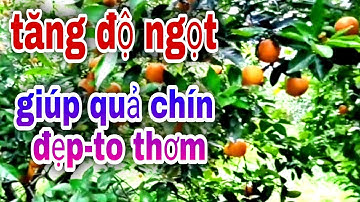 Cách Tạo Độ Ngọt Cho Cây CAM, BƯỞI/ 3 Thời Điểm Bón Phân KALI- Qua Trọng Nhất