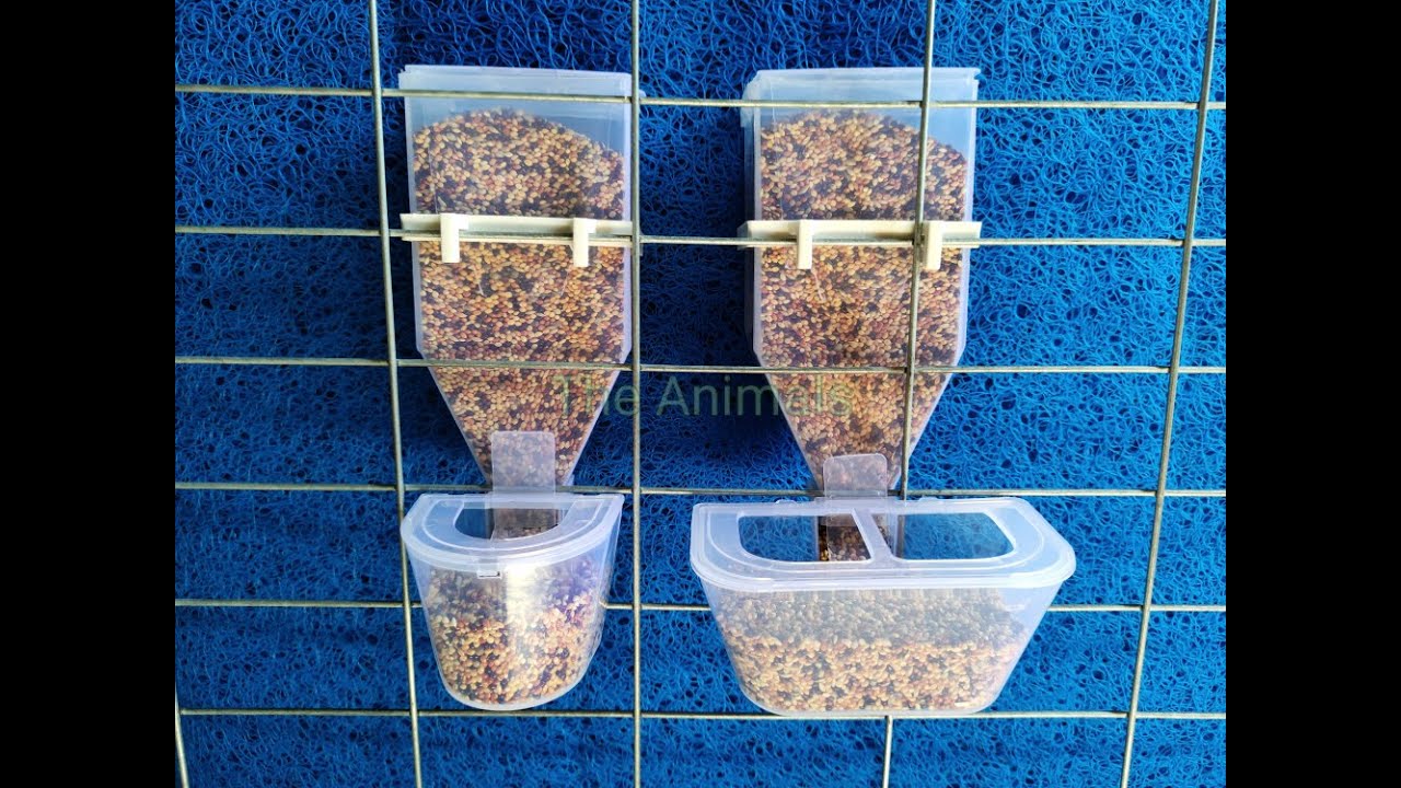 MÁNG ĂN TỰ ĐỘNG GIÁ TỪ XƯỞNG || KHAY LẠP THỨC ĂN THÔNG MINH CHO CHIM CẢNH