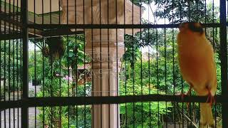 kenari cuat cuit untuk masteran kenari kurang peka