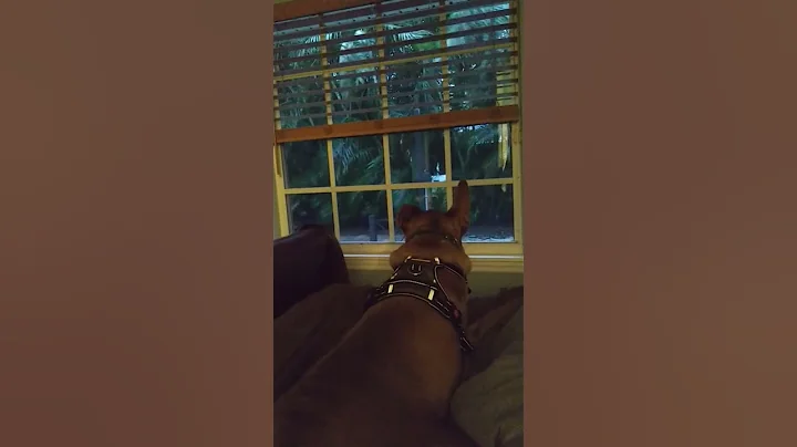 florida  storm watcher