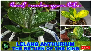 Bhavana plant sedang live lelang ANTHURIUM The return of the king #anthurium #jemani