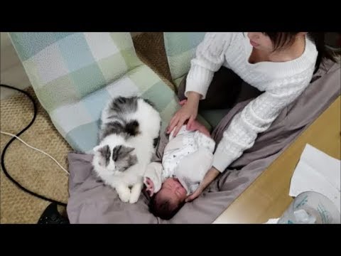 主の座椅子を占領する白モフ猫、そして赤ちゃん - YouTube