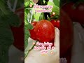 The Joy of Growing Organic Tomatoes 🍅 #tomato  #tomatoes  #shortvideo #shorts #short #plants