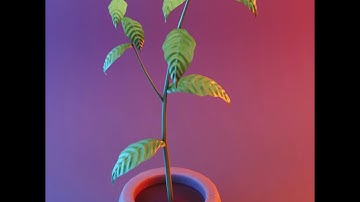 plant growing timelapse