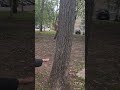 Белка на Гдк 😁 #уфа