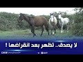 بعد انقراضها الخيول البرية تظهر من جديد في هذه القرية بجيجل ما حقيقة القصة 