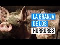 IGUALDAD ANIMAL MUESTRA EL MALTRATO ANIMAL EN UNA GRANJA DE CERDOS