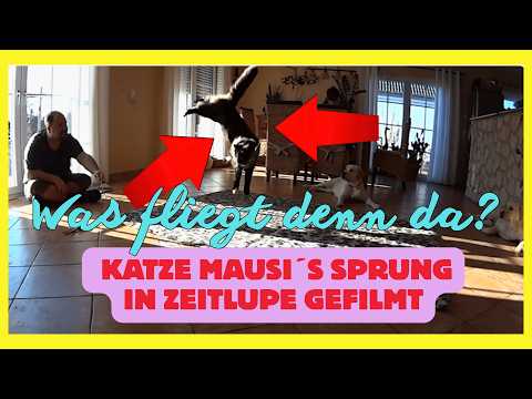 😲😱 Ist das Batman? Zeitlupenvideo beim Sprung von Main Coon Katze Mausi #labrador