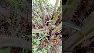 Sawit Sj-1 Usia Tanam 1 Tahun