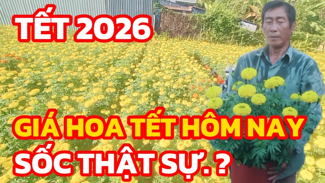 Giá hoa tết hôm nay: tăng sốc hay rẻ bất ngờ? xem ngay