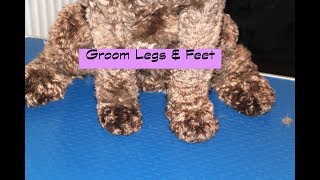 How to groom a Cockapoo - Legs & Feet