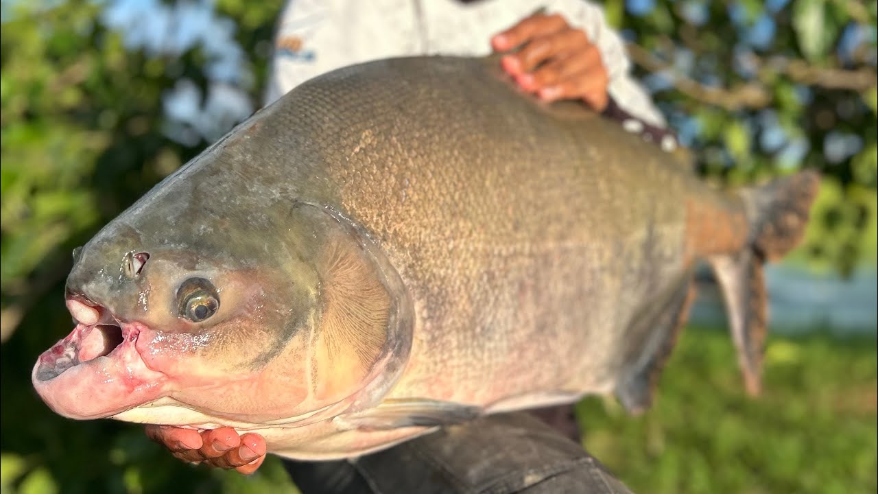 ESSA ISCA É FATAL! - PESQUEIRO DO ITALIANO