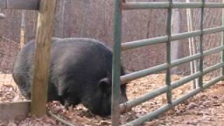 Pig Opens a Heavy Gate