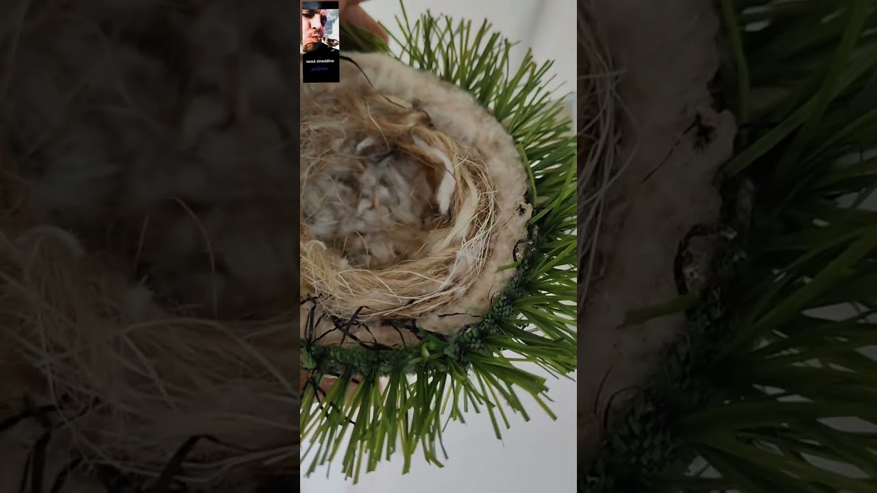 انتاج الحسون 2025