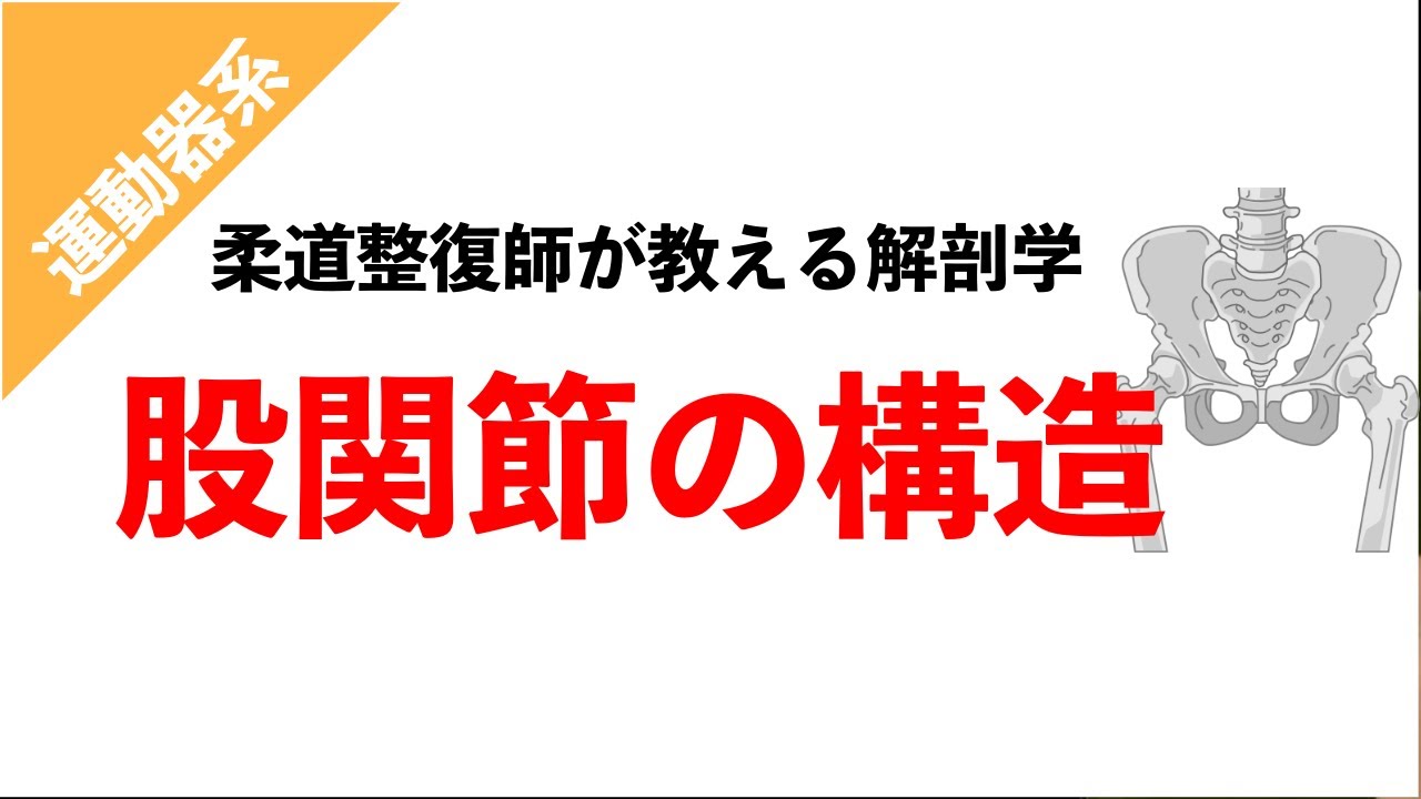 【柔道整復師が教える解剖学】股関節の動きと靭帯の構造【タロ塾＃17】