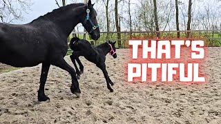 Foal Belle Is Moving Thats Pathetic The Ponies Escaped In The Night Friesian Horses