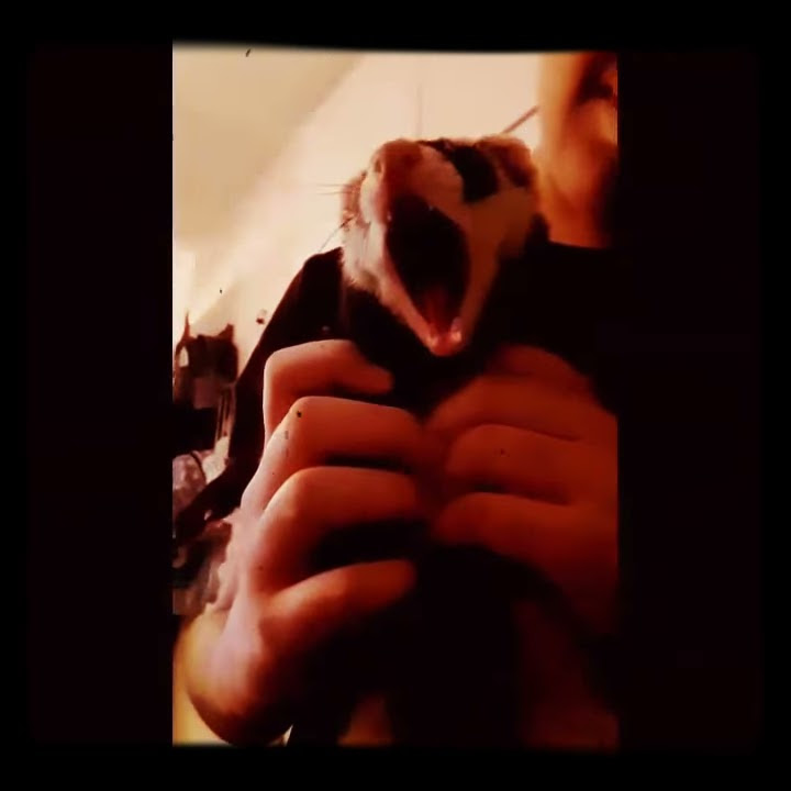 Ferret Screaming YouTube