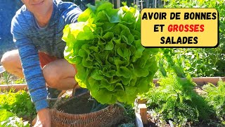 Les salades (laitues) au potager d'Olivier ► Semis, plantation, sol, limaces...