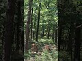 #Deer