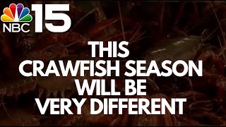 Crawfish shortage drives up prices - NBC 15 WPMI Crawfish Shortage