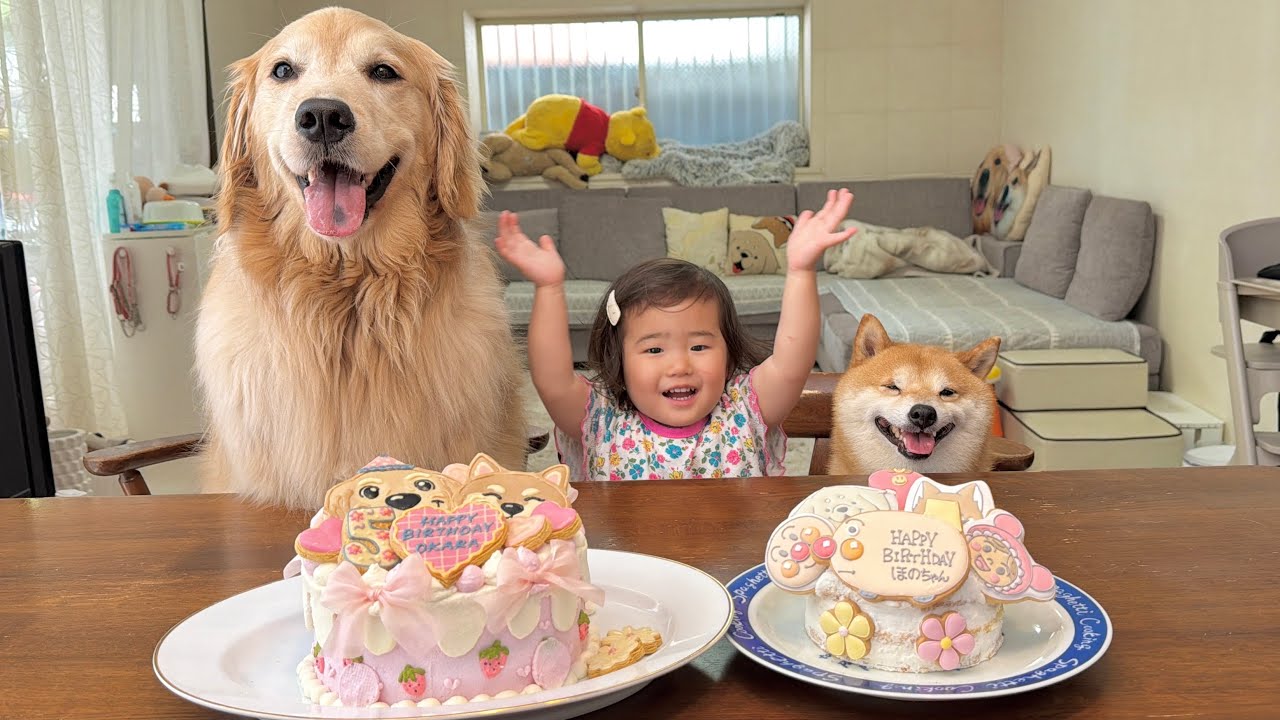 2歳を迎えた娘と5歳になったゴールデンレトリバーの合同バースデー
