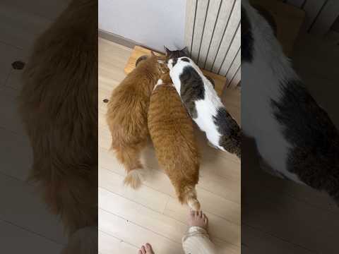 사료 그릇에 코 박고 먹는 #<strong>고양이가족</strong> 3남매 ㅋㅋㅋ #개냥이 #고양이