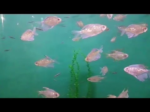Diamond Tetra Fish - Рыбка Бриллиантовая Тетра (Moenkhausia pittieri)