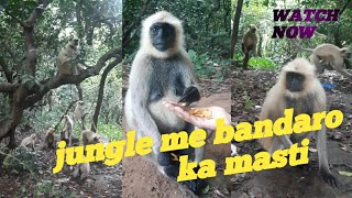 monkey funny video #jimmytrip #humanity #2022 @jungle