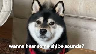 Shiba Sounds (bark, shiba scream™, sneeze, etc!) | Sassy TR | Tiny Rick The Shibe