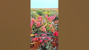 خواتيم سورة البقرة بصوت الشيخ عصام حمود