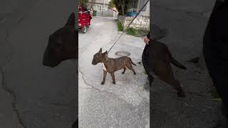 Bullterrier Kene