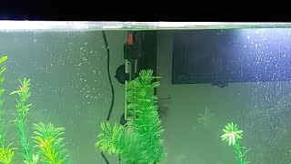 My Tank Heater Over Heated And Killed Almost all My Fish