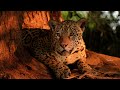 Beautiful Jaguar Grooming at Sunset | 4K | Brazil Pantanal | Robert E Fuller
