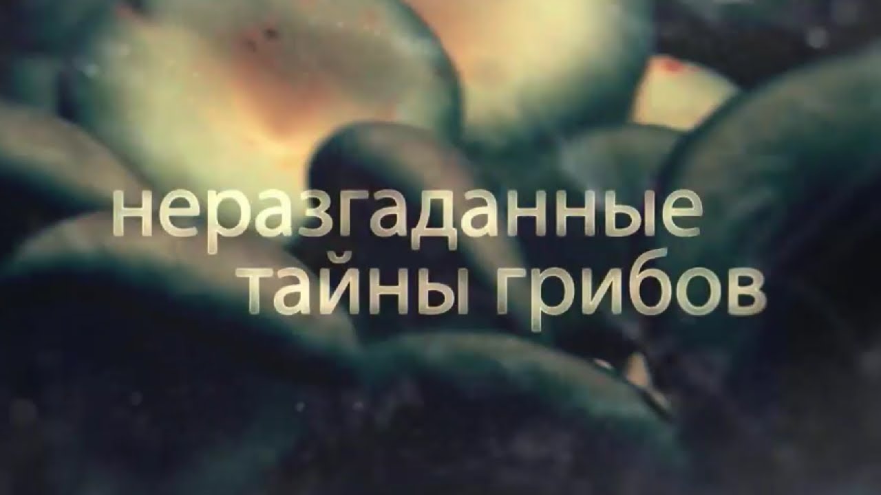 ⁣Неразгаданные тайны грибов. Документальный фильм (2019) @SMOTRIM_KULTURA