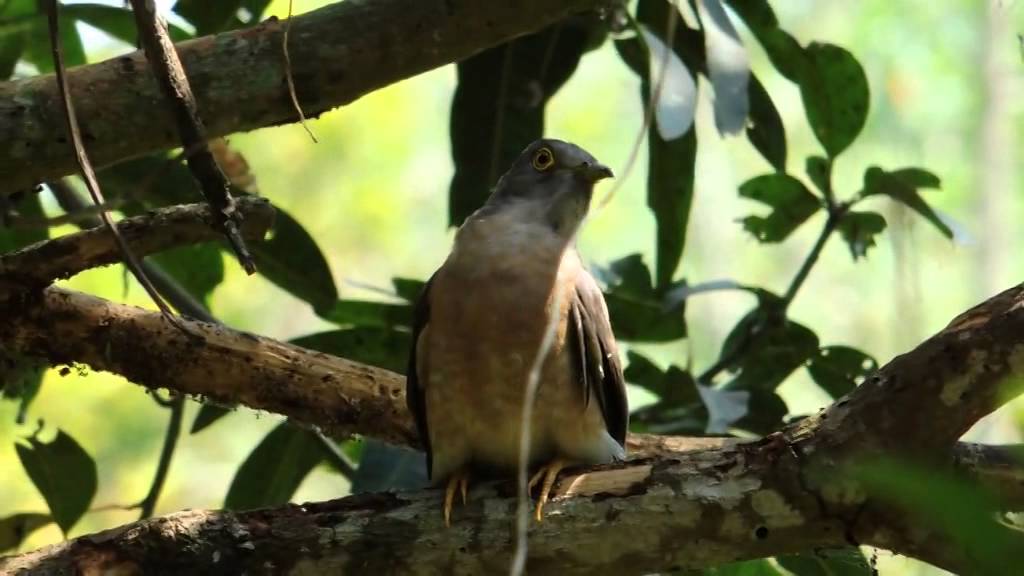 common hawk cuckoo call 