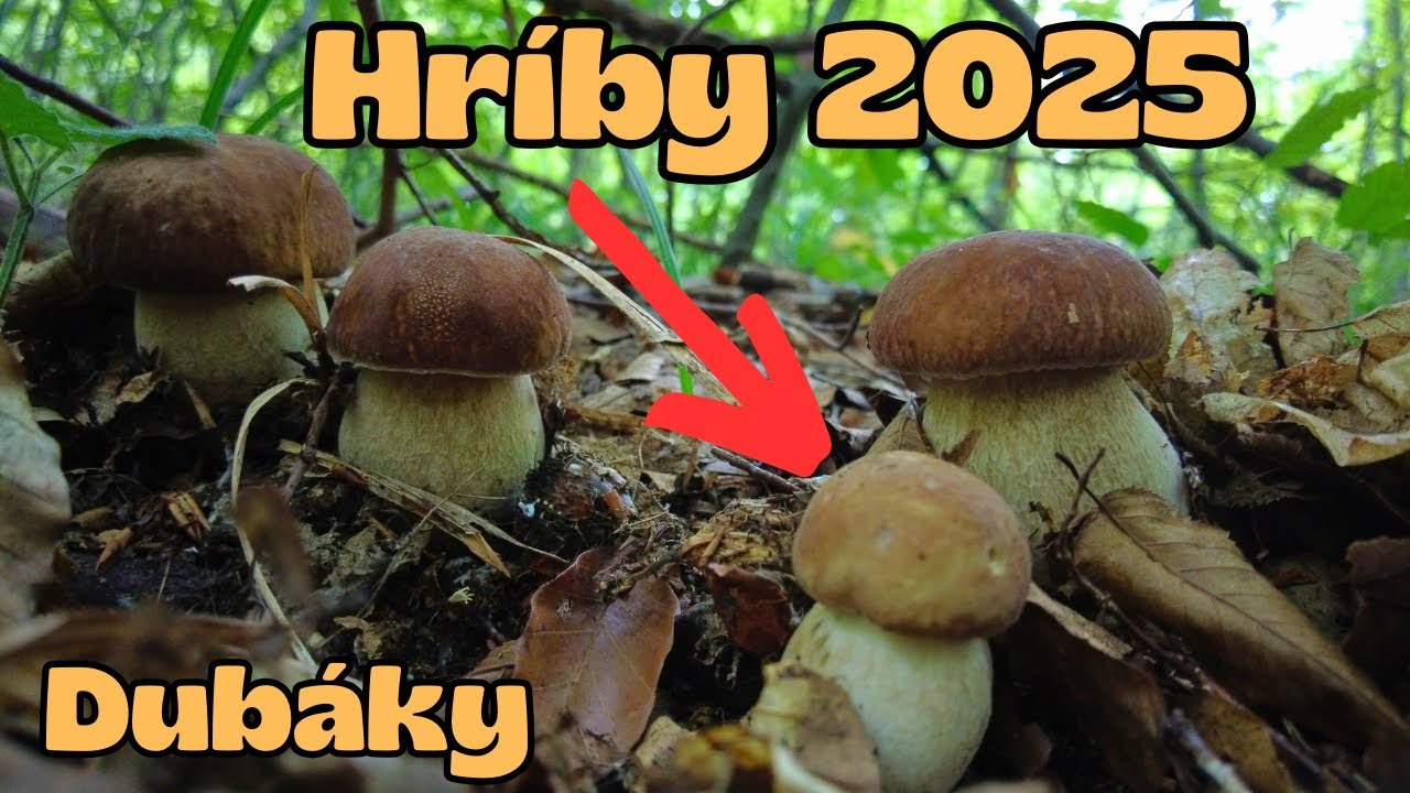 Hubačka 🧺🍄‍🟫🌳35 Hríbov na jednom mieste 🧺