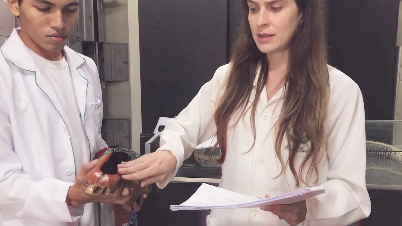 26 - Anatomia Animal - Osso Incisivo, Nasal e Frontal