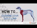What to Do if Your Dog is Limping - 4 Easy to Follow Tips