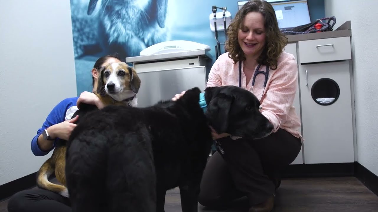 We Are CityVet (:30)