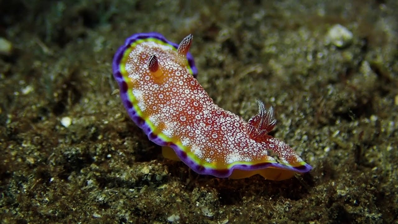 Nudibranch Of Hawaii. Nudi Madness. Sea Slugs Of Hawaii. Big Island Muck Dive.