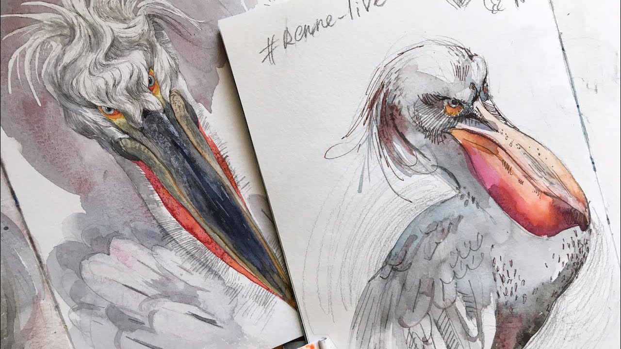 Рисуем пеликана по памяти и воображению