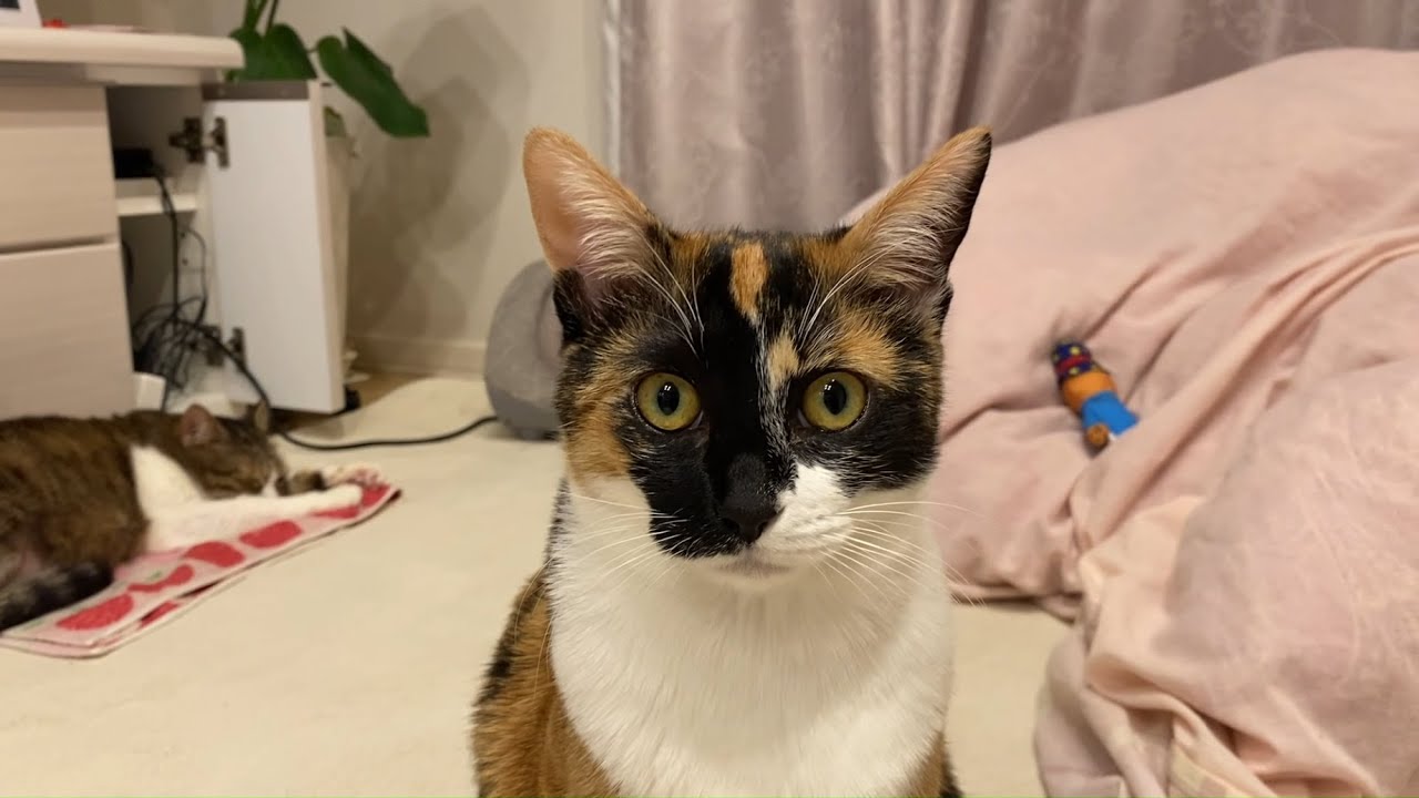 【保護猫】撮影に気付く『たの』