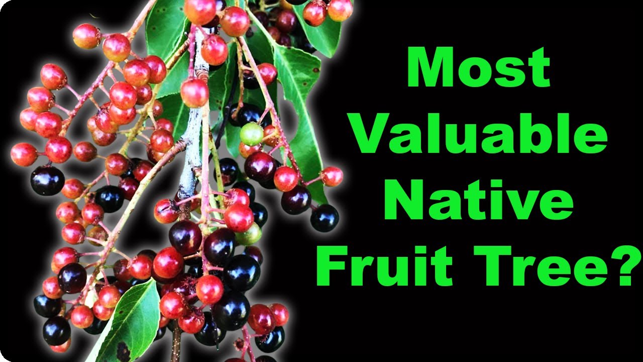 Wild Black Cherry Facts That Will Surprise You!