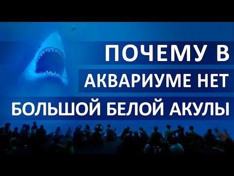 Видео: Почему в Аквариумах Нет Большой Белой Акулы
