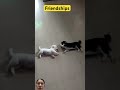 We are friends #greenscreen #pets #animallife #funny #doggielife #funny #dog #cuteanimals